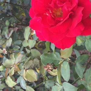 Meet your Posher, Nette